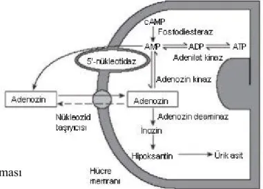Şekil 3. Adenozinin sentezi ve metabolizması