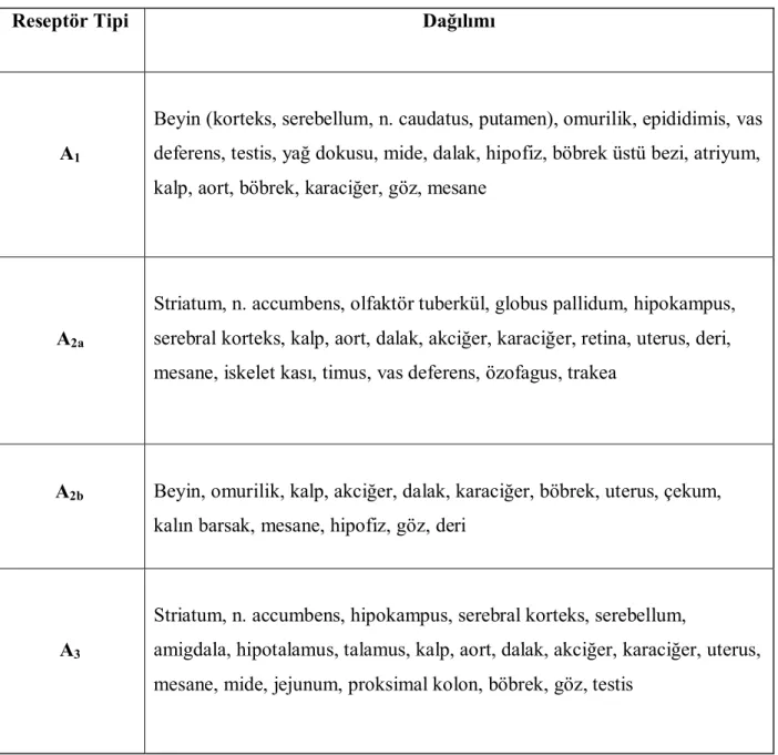Tablo 1. Adenozin reseptörlerinin dağılımı