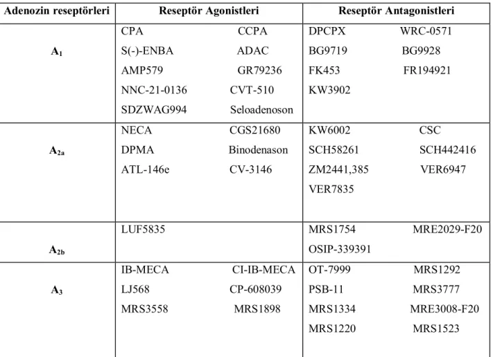 Tablo 2. Adenozin reseptör agonist ve antagonistleri.