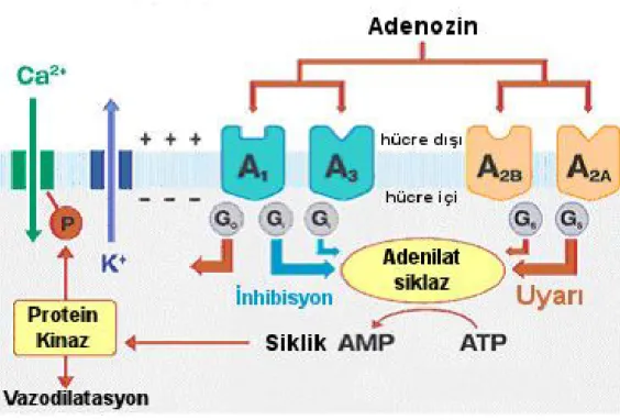 Şekil  5. Adenozin ve G proteinleri ile ilişkisi