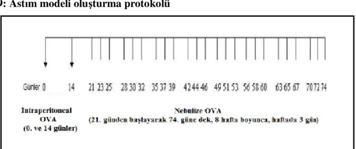 Şekil 9: Astım modeli oluşturma protokolü 