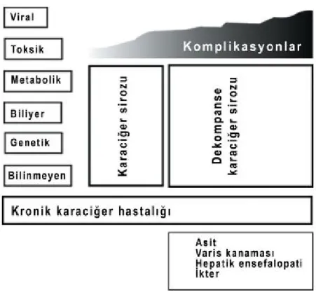 Şekil 1: Karaciğer sirozunun dekompansasyonu [90] 