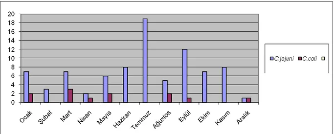 Grafik 2: Ġzole edilen 85 C. jejuni ve 12 C. coli’nin aylara göre dağılımı 
