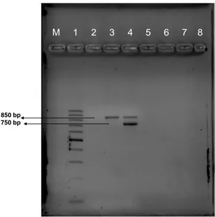 ġekil 2: Campylobacter Multipleks PZR jel görüntüsü. Campylobacter spp. (3) ve C. jejuni (4) 