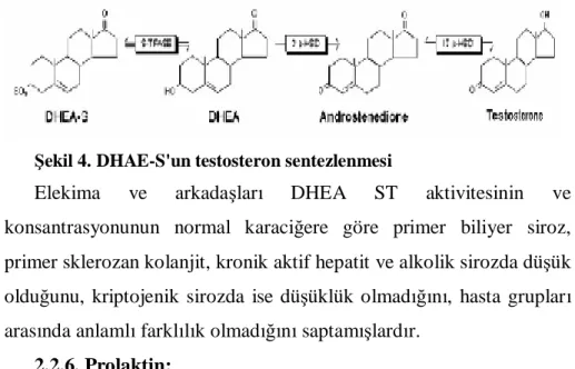 Şekil 4. DHAE-S'un testosteron sentezlenmesi 