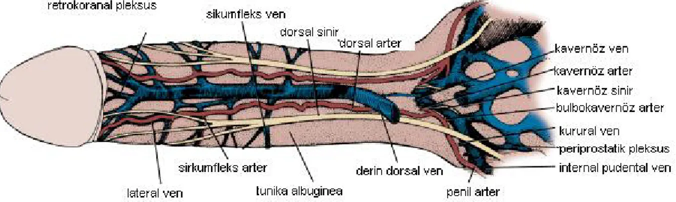 Şekil 3: Penisin nöral inervasyonu ve vasküler yapısı (From Hinman F Jr: Atlas of Urosurgical 