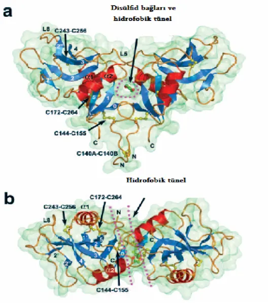 Şekil 7.  İnsanlarda LOX-1’in homodimer yapısı ve hidrofobik tünel yerleşimi (a) yandan  görünüm (b) üstten görünüm (Park ve ark