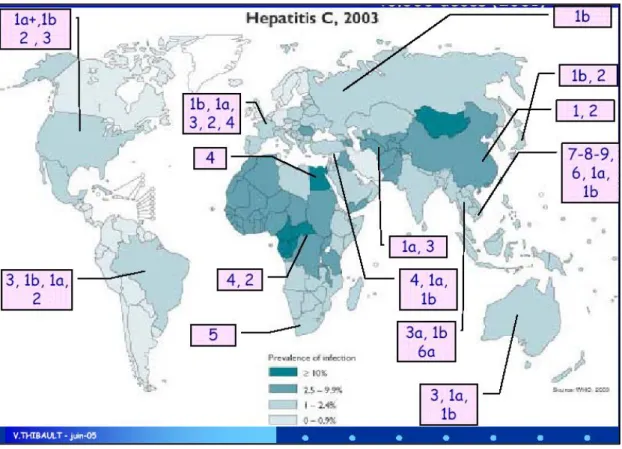 Şekil 1. HCV’nin genotipik dağılımı 