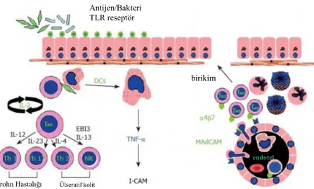 Şekil 1. CH ve ÜK grubunda T hücre aracılı inflamasyon 38 Antijen/Bakteri