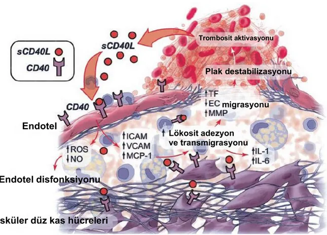 Şekil 9. CD40/CD40L etkileşimi ve inflamasyon 116