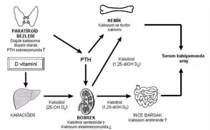 Şekil 3: Kalsiyum metabolizmasında rol oynayan hormonlar (10 ve 11 nolu kaynaklardaki  şekiller örnek alınarak çizilmiştir.) 