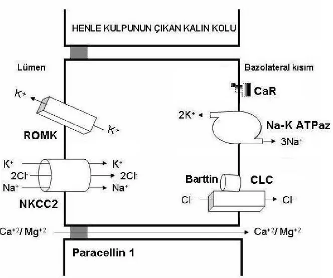 Şekil 6: Henle kulpunun çıkan kalın kolunda kalsiyum emilimi.  ROMK: Böbrek dış meduller  potasyum kanalı NKCC2: Na + -K + -2Cl -  kotransportır CLC: Klor kanalı CaR: Kalsiyum  duyarlı reseptör (15 nolu kaynak, sayfa 1661’deki şekil örnek alınarak çizilmiş