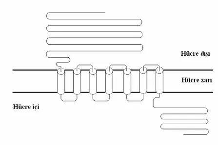 Şekil 7: Kalsiyum duyarlı reseptör’ün şematik diagramı. (17 nolu kaynak, sayfa 1086’daki  şekil örnek alınarak çizilmiştir.) 