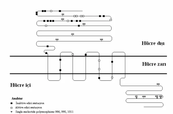 Şekil 8: CaR aktive edici, inaktive edici mutasyonlar ve “single nucleotide polymorphisms”  (17 nolu kaynak, sayfa 1086’daki şekil örnek alınarak çizilmiştir.) 