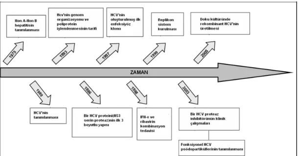 Şekil 1: HCV araştırmalarında tarihsel gelişim basamakları 