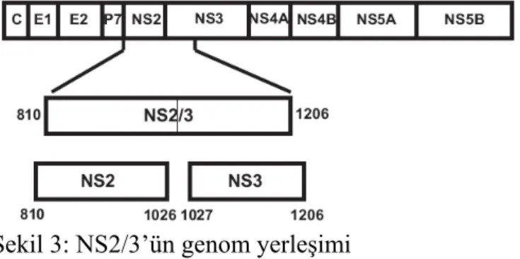 Şekil 3: NS2/3’ün genom yerleşimi 