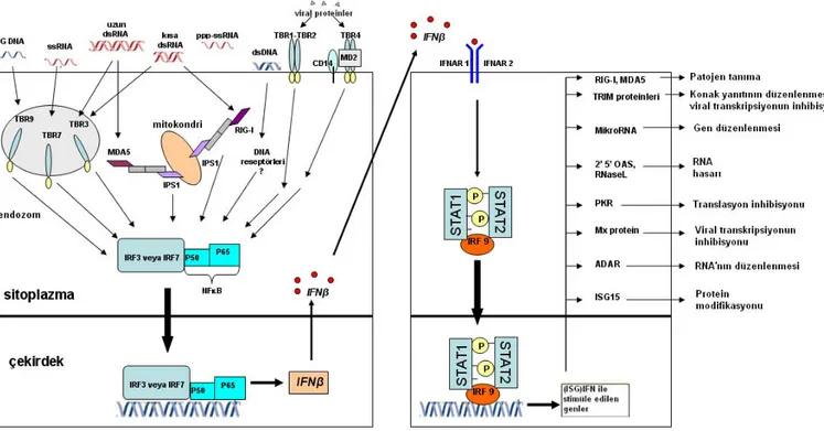 Şekil 5: IFN ve IFN’la indüklenen gen ekspresyonu 