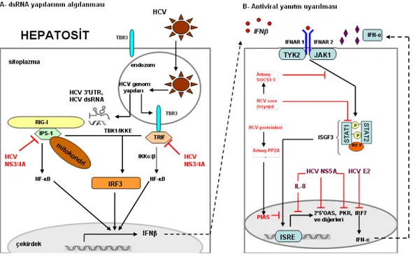 Şekil 7: HCV’nin hücre içi yolaklar üzerindeki olası etkileri 
