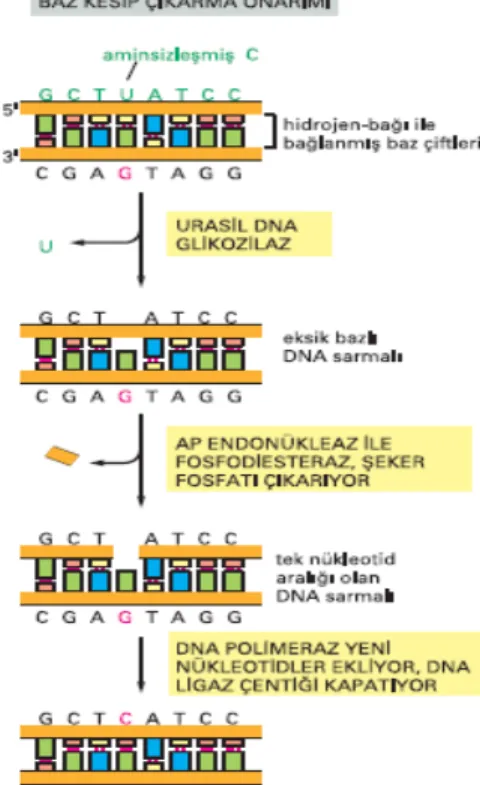 Şekil 10. Baz Kesip Çıkarma Onarımı 
