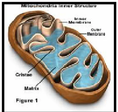 Şekil 3: Mitokondrinin şematik olarak yapısı            