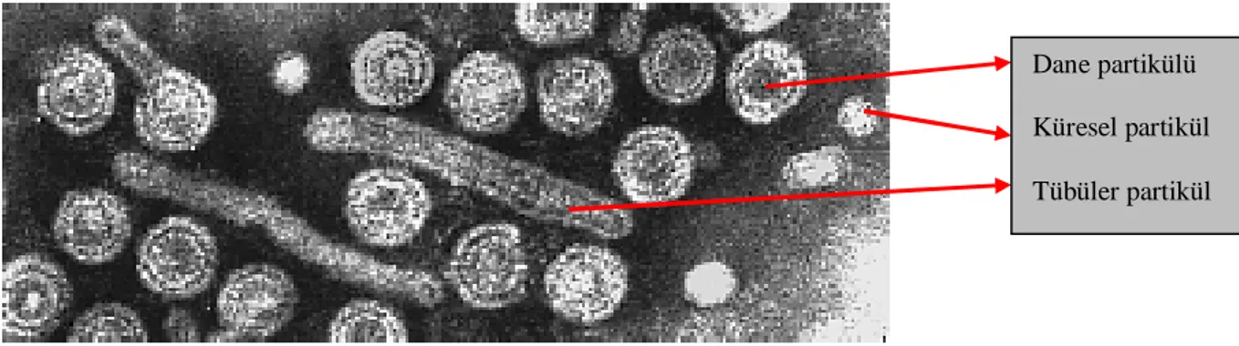 Şekil 4:  Serumda gözlenen HBV partiküllerinin elektron mikroskobu ile elde edilen  fotoğrafı  (http://web.uct.ac.za) 