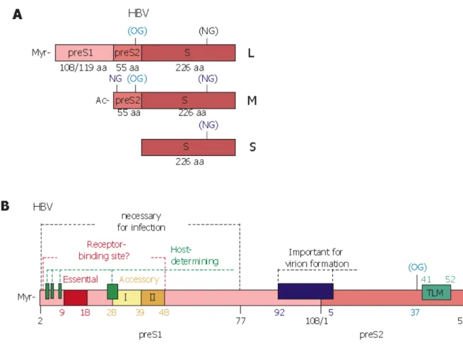 Şekil 7: A) HBV yüzey antijenlerinin şematik görünümü  
