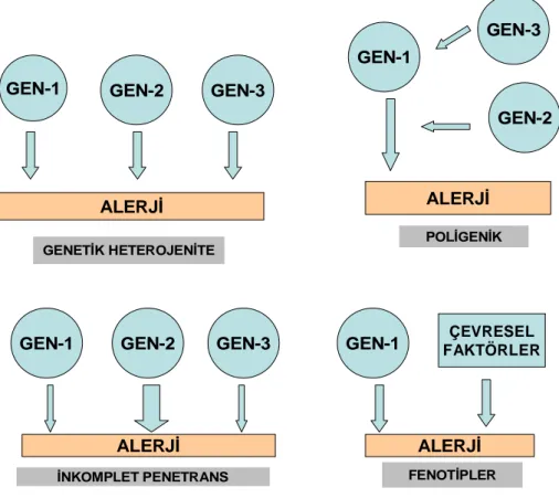 Şekil 3: Kompleks genetik hastalıkların karakteristik özellikleri 