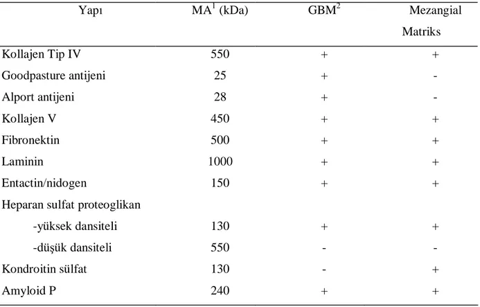 Tablo I: Glomerüler matriks yapısında bulunan moleküller  