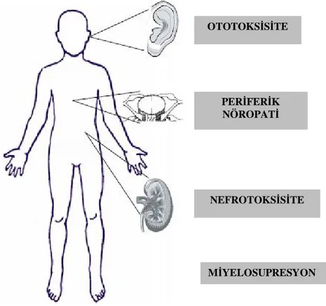 Şekil 3: Sisplatine bağlı sık görülen toksisiteler 