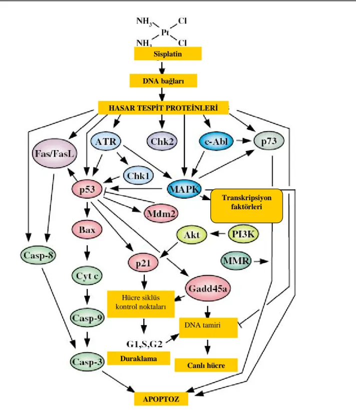 Şekil 8: Hücrede sisplatine bağlı gelişen apoptoz ve  apoptotik yolakların tümü (4) 