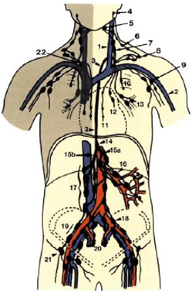 Şekil 1: Vücut kadranlarının lenfatik trunkus ve nod gurupları 