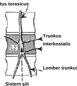 Şekil 5: Sisterna şili         Duktus torasicus                    Sistern şili  Trunkus  interkostalis  Lomber trunkus                      