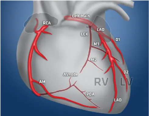 Şekil 4: Koroner arterlerin kalp üzerindeki dağılımı. 