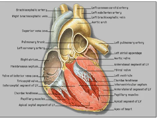 Şekil 1: Kalp anatomisi 