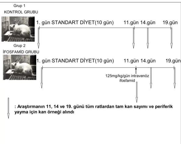 Şekil 3. Grup 1 ve 2 deki ratlara uygulanacak protokol