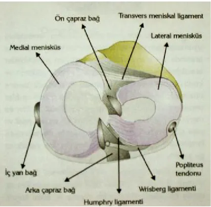 Şekil 1: Medial ve lateral menisküs 