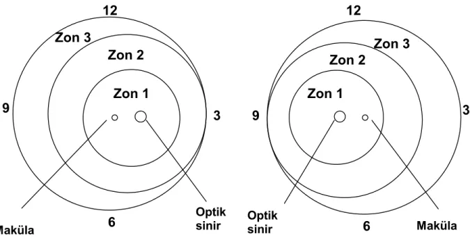 Şekil 1. Retinanın anatomik sınıflaması