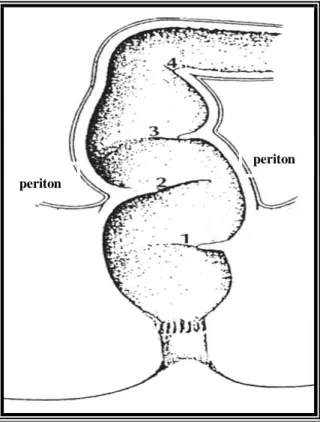 Şekil 2. 1.İnferior transvers plika, 2. Orta transvers plika, 3. Süperior transvers plika, 4