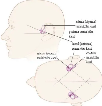 Şekil 2. Semisirküler kanallar ve yerleştikleri düzlemler (4) 