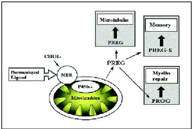 Şekil  11:  NAS’lardan  pregnenolon(P)  ve  metabolitleri  PS  ve  PROG’un  bazı  etkilerinin 