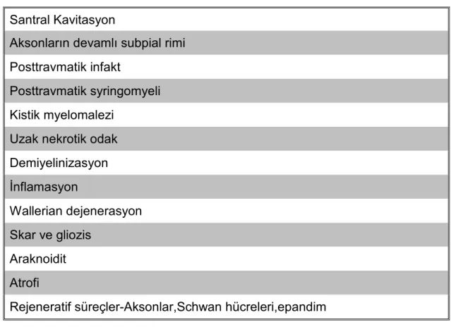 Tablo 6:Spinal kord hasarında kronik dönemde  izlenen patolojik bulgular 