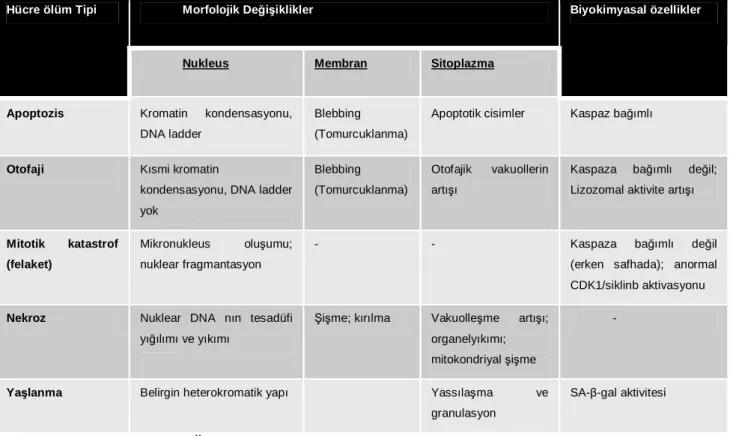 Tablo 2: Hücre Ölümü Tipleri  