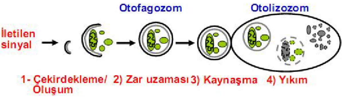 Şekil 16 :Otofajik hücre ölümü aşamaları (Gozuacik D and Kimchi A. Oncogene 2004). 