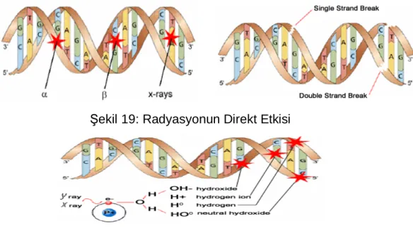 Şekil 19: Radyasyonun Direkt Etkisi