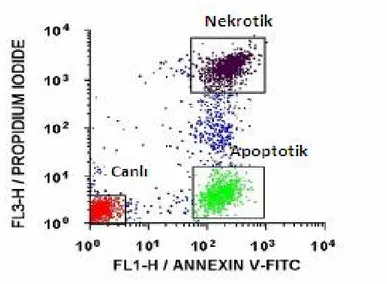 Şekil 26: FITC-Anneksin-V komplesinin flow sitometri ile gösterilmesi 
