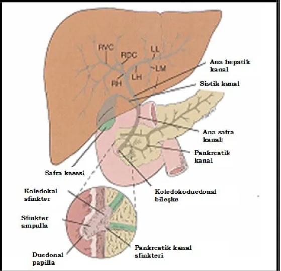 Şekil 2: Safra yolları anatomisi  