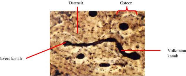 Şekil 3: Kemik dokusundaki kanallar sistemi 