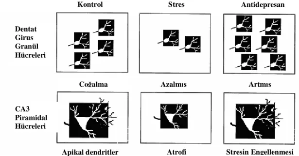 Şekil  2.   Hipokampüste  görülen  yapısal  değişiklik  modeli.  Stres  granül  hücre  tabakasında  hücre  çoğalmasını  azaltmakta  ve  CA3  piramidal  hücre  apikal  dendritlerinde  atrofiye  yol  açmaktadır