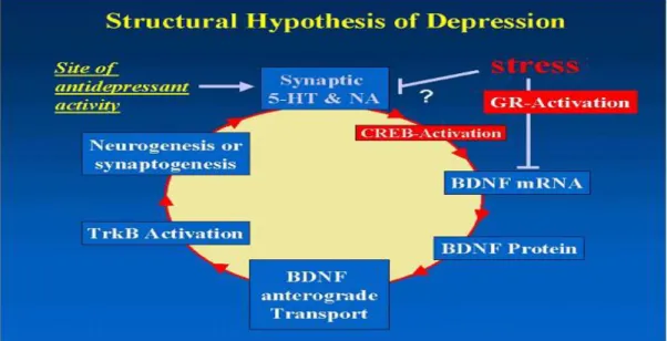 Şekil  6.  Depresyonun  yapısal  hipotezi  yatkın  bireylerde  stresin  katekolamin  ve  HPA  eksenini 