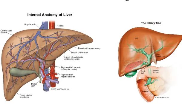 Şekil 1 Karaciğerin iç anatomik yapısı(A)  ve safra ağacı (B)